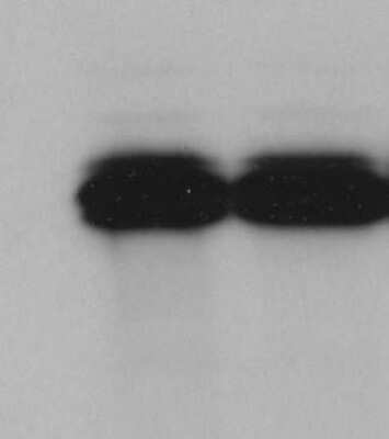 Western Blot: Goat anti-Mouse IgG Fc fragment Secondary Antibody [HRP] [NB7561] - Analysis of Cadherin in Huh7 cell lysate. Image from verified customer review.